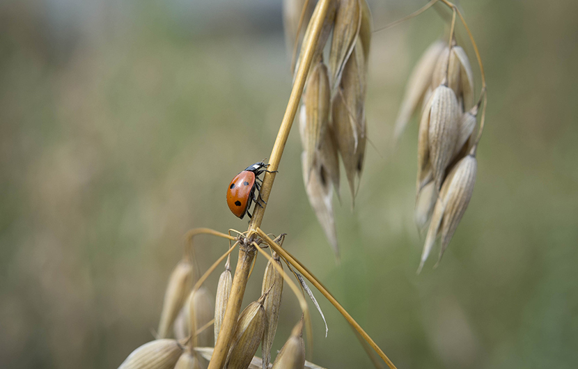 Transition écologique de l’agriculture et biodiversité