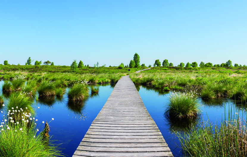 Entreprises et biodiversité : quels outils pour quelles décisions ?