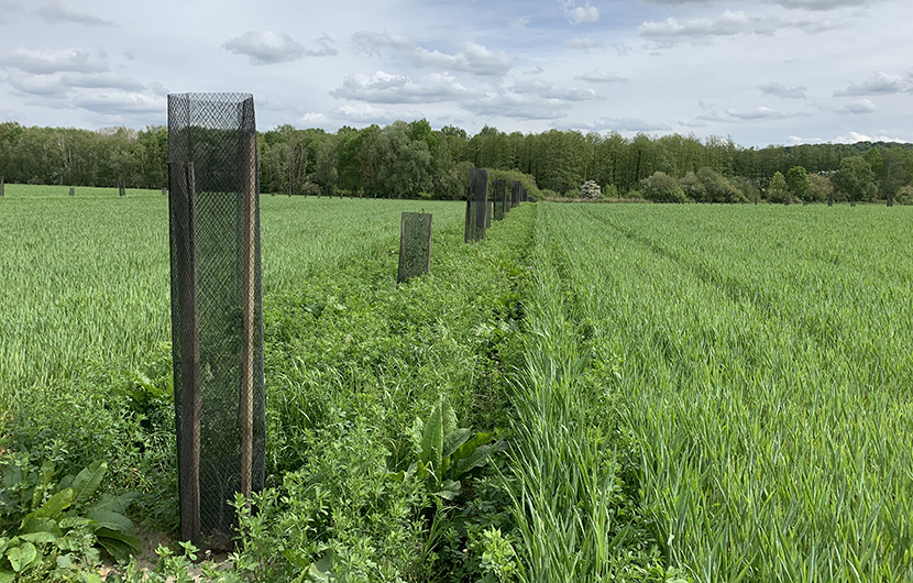 Ferme des Clos, Plantations en intra-parcellaires, 2020 © Saaltus