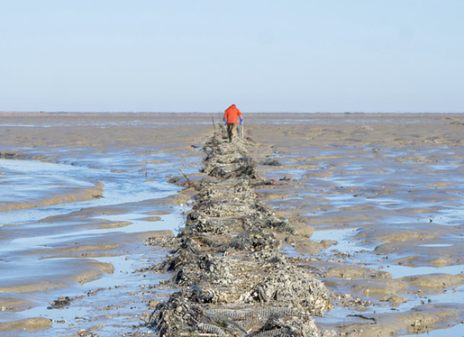 Nature 2050 - Baie de l'Aiguillon ©Thomas Jouanneau, PHONIC LIPS