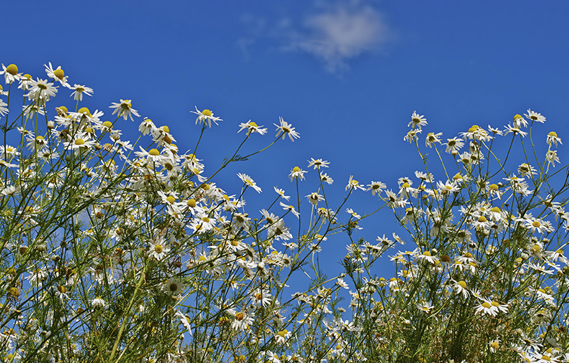 A field of daisies blooming in a sunny field