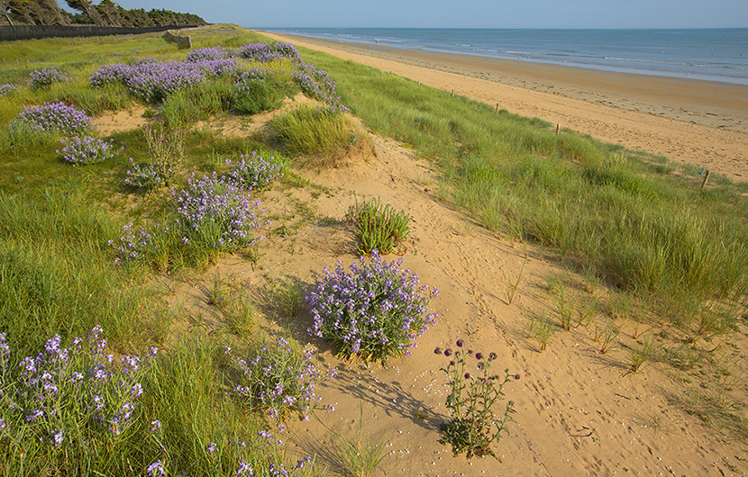 Dune_blanche (c) Cdc Océan Marais de Monts