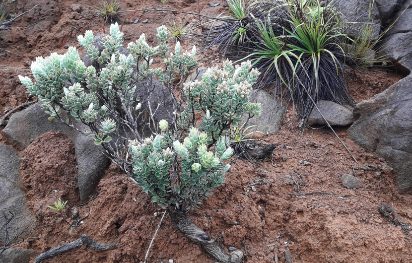 Vallée de la Coulée, Espèce endémique de maquis Cyathopsis albicans (Ericaceae) © Conservation International