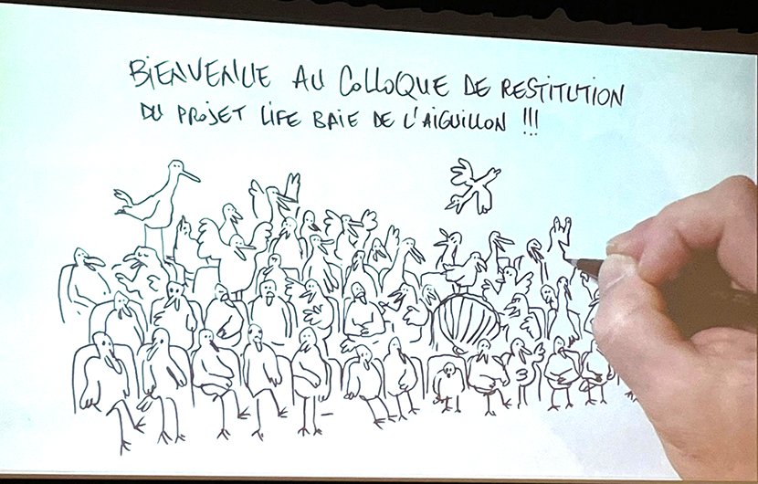 Dessin réalisé en direct durant le Colloque LIFE Baie de l’Aiguillon, par Guillaume Bouzard © CDC Biodiversité