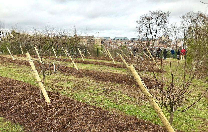 Plantations d’arbres fruitiers dans le parc du Coteau à Arcueil ©Maison de l'environnement Grand Orly Seine Bièvre