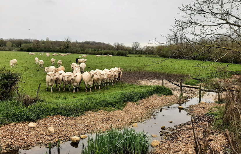 Passage à gué remis en état pour permettre la continuité des activités agricoles et de pâturage tout en limitant la pollution du cours d’eau par les matières organiques et la mise en suspension de particules fines © CDC Biodiversité