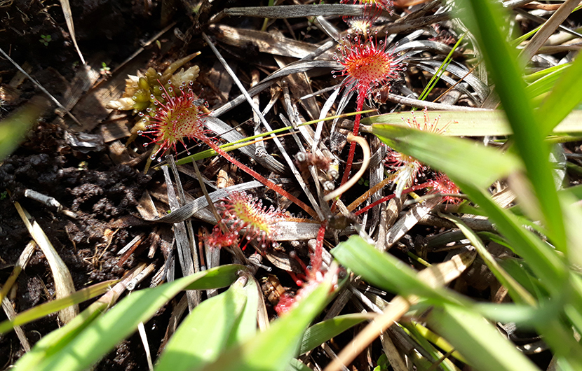 Drosera à feuilles rondes sur le site Bois de Cayenne, Saint-Paul-lès-Dax (40)