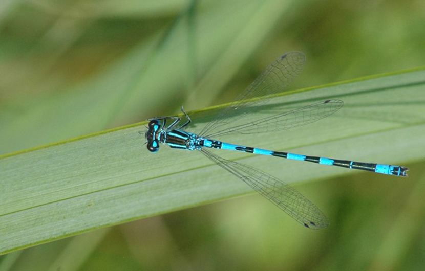 Une odonate Agrion de Mercure observée sur le site