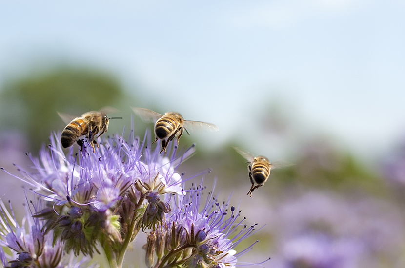 Abeilles-et-fleur-©proxyminder