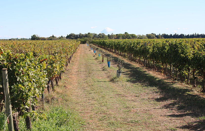 Nature 2050 - Domaine Enclos Croix ©SAALTUS