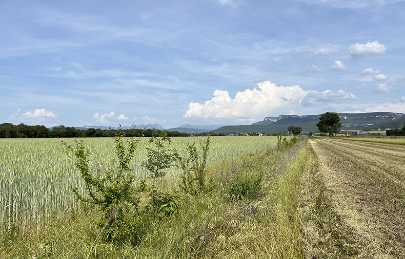 Haie plantée sur la ferme de Benoît Gontard, 3 Fermes © CDC Biodiversité