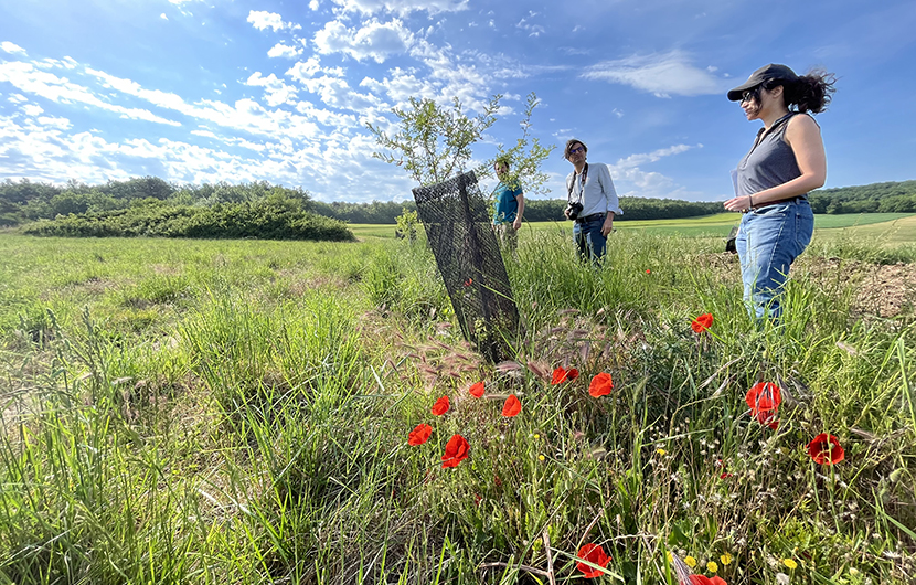 Ferme des Buis, David Loubet, Jean-Marie Deshoux et Valentine Norève pendant la visite technique des plantations, 2022