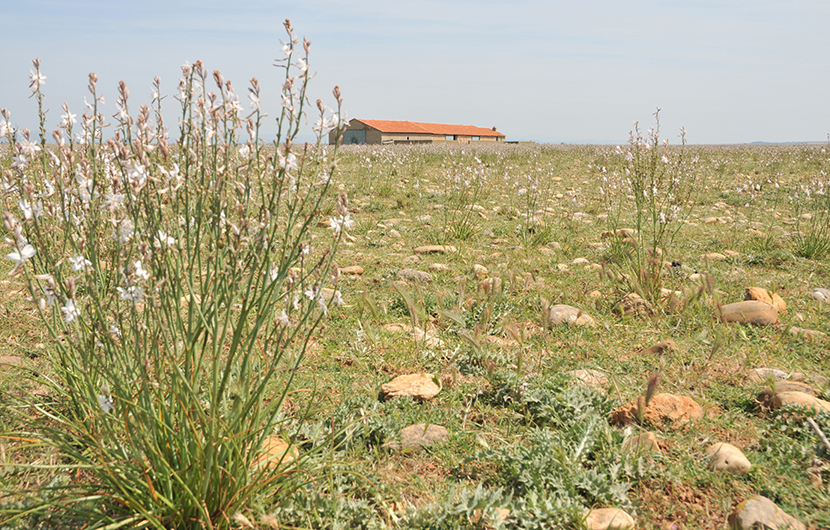 A field of daisies blooming in a sunny field