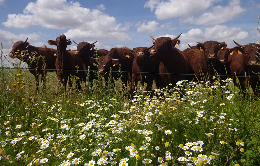 Ferme du Développement Durable, Troupeau de salers © Gonzague Proot