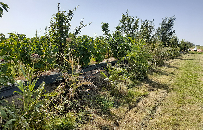 Nature 2050 - Beau soleil des Landes, 2022 © SAALTUS