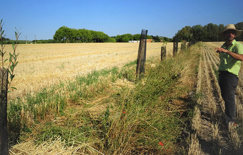 Les linéaires d’arbres plantés (Érables, Peupliers, Merisiers, Ormes…) sur la parcelle pour aider à l’adaptation au changement climatique © CDC Biodiversité