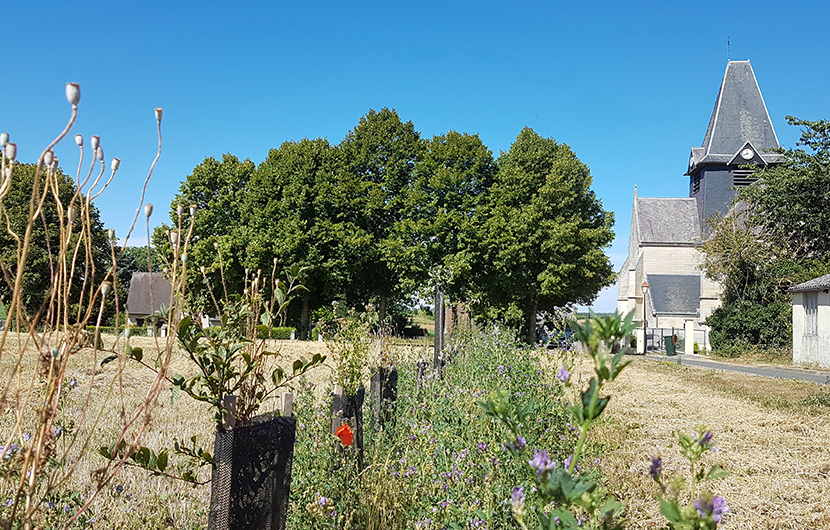 Haie plantée par Gonzague Proot dans sa ferme à Herleville - 2022- © CDC Biodiversite