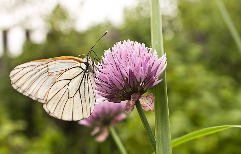 butterfly on flower