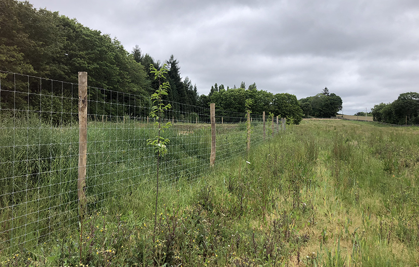 Plantation du Massif de Bothané -2022 © Néosylva