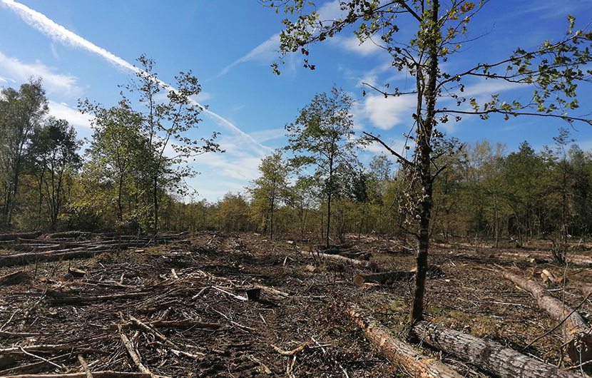 Début des travaux sur le site de Bois Magnin, 2022 © Genesis