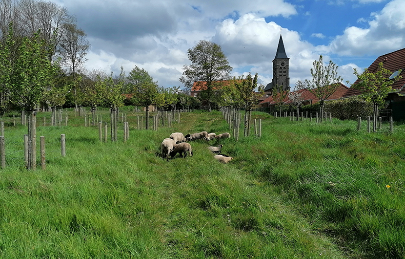 Nature 2050 : Arrivée d’un troupeau de moutons au pré-verger de Bugnicourt (59) © Habitat du Nord