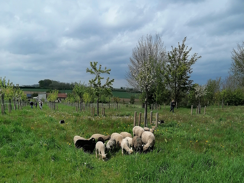 Nature 2050 : Arrivée d’un troupeau de moutons au pré-verger de Bugnicourt (59) © Habitat du Nord