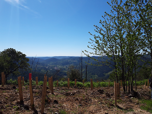 Travaux expérimentaux de plantations d’essences diverses sur une parcelle du projet Nature 2050 dans la forêt cévenole