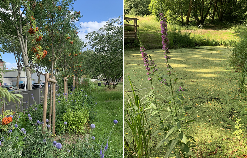 À gauche, Aimé Césaire : Square de biodiversité (2021) - Projet lauréat de 2019 – EPT Plaine Commune (93) ©CDC Biodiversité. À droite : Pas japonais en cœur de ville (2021) – Projet lauréat de 2019 – Ville de Rueil Malmaison (92) ©CDC Biodiversité