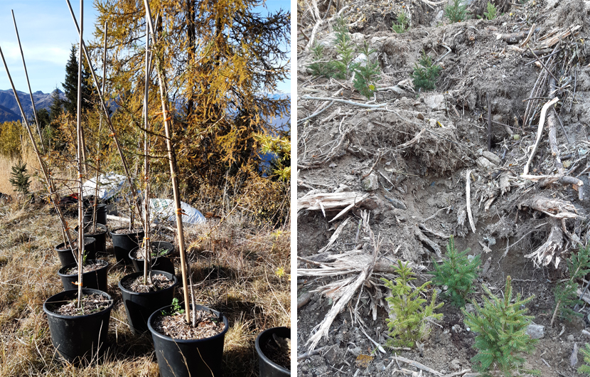 Plants d’épicéas et de mélèzes avant et après la plantation © Parc National de la Vanoise