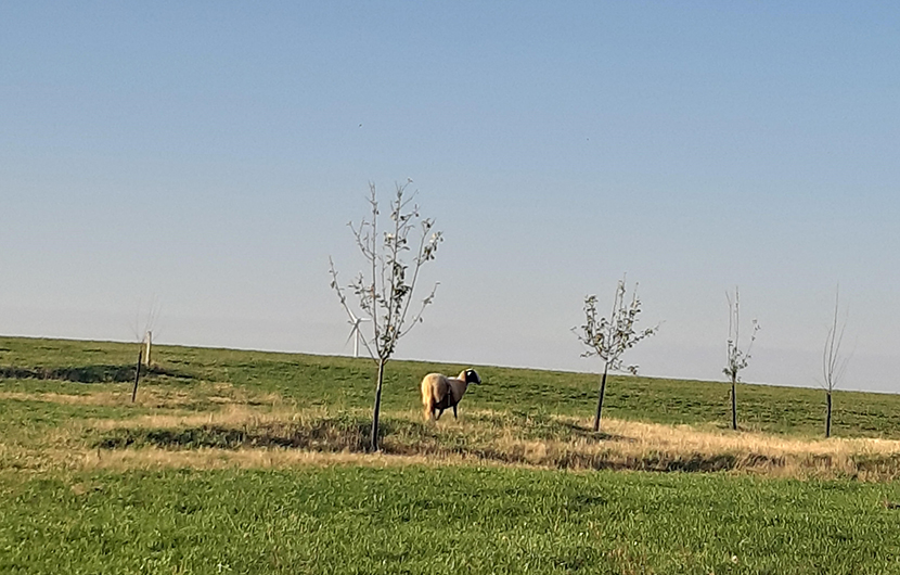 À ÉCOUTER : UN PODCAST SUR LE PROJET DE L’AGRICULTURE ALTERNATIVE DE PAULINE