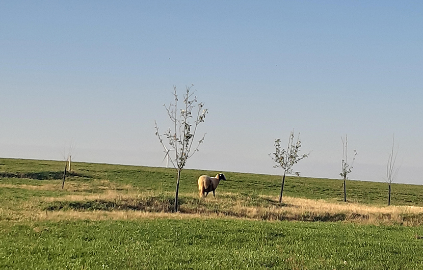 À ÉCOUTER : UN PODCAST SUR LE PROJET DE L’AGRICULTURE ALTERNATIVE DE PAULINE