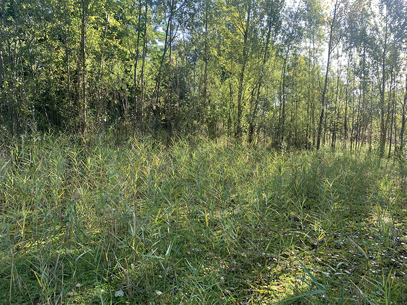 Zone humide au cœur de la Friche Kodak © CDC Biodiversité