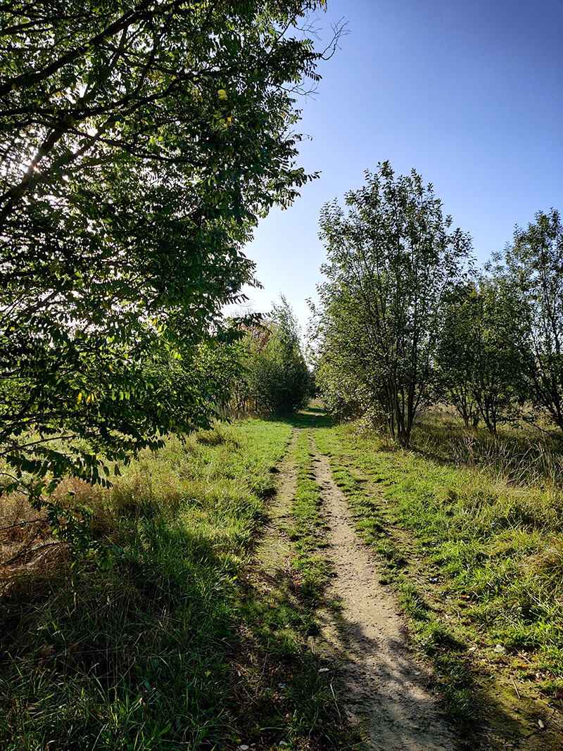 KODAK La nature reprend ses droits au sein de la Friche Kodak