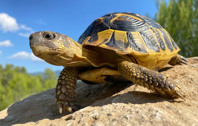 00-Tortue d'Hermann ©SOPTOM