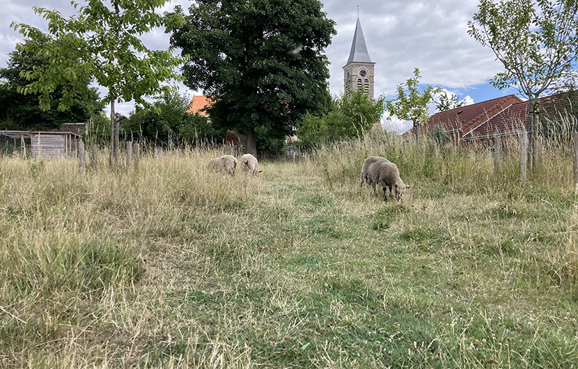 Pré-verger de Bugnicourt © Habitat du Nord