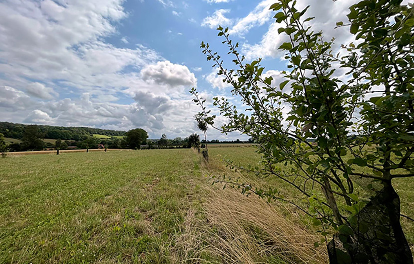 Arbres tuteurés plantés sur la parcelle d’agroforesterie © CDC Biodiversité