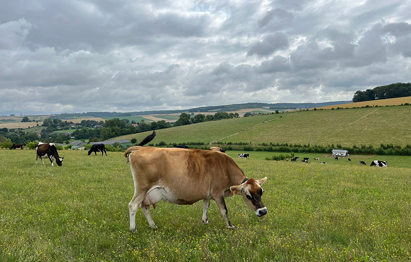 Vaches présentes au sein de l’exploitation © CDC Biodiversité