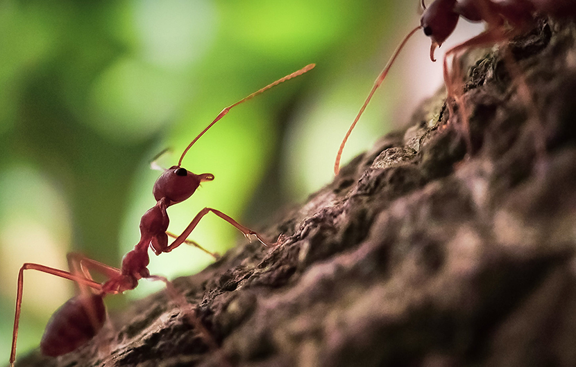 Arbre - ©Felix Mittermeier