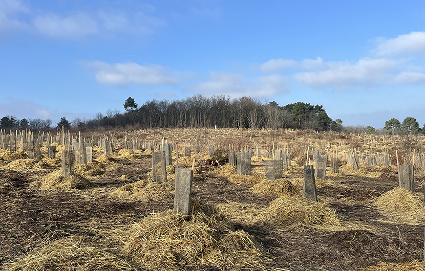 Plantations © Fonds Nature 2050