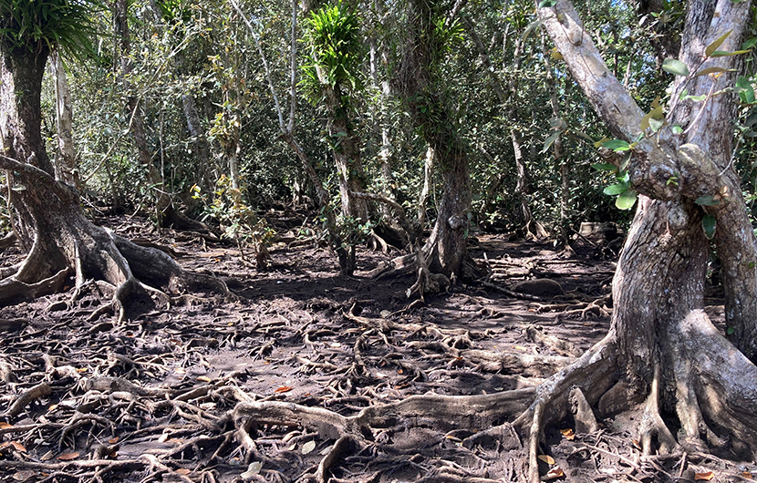 Baie de Bouéni, arrière-mangrove (c) GEPOMAY