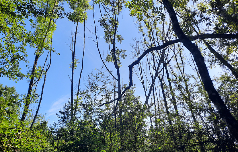 Forêt de l'étang de Maupas_Frênes chalarosés (c) Néosylva