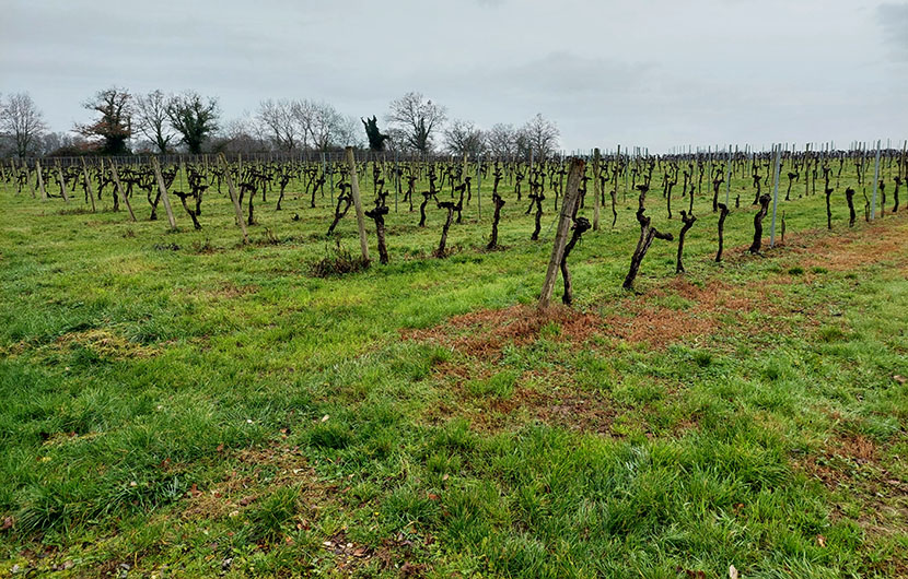 Crise viticole ©CDC Biodiversité