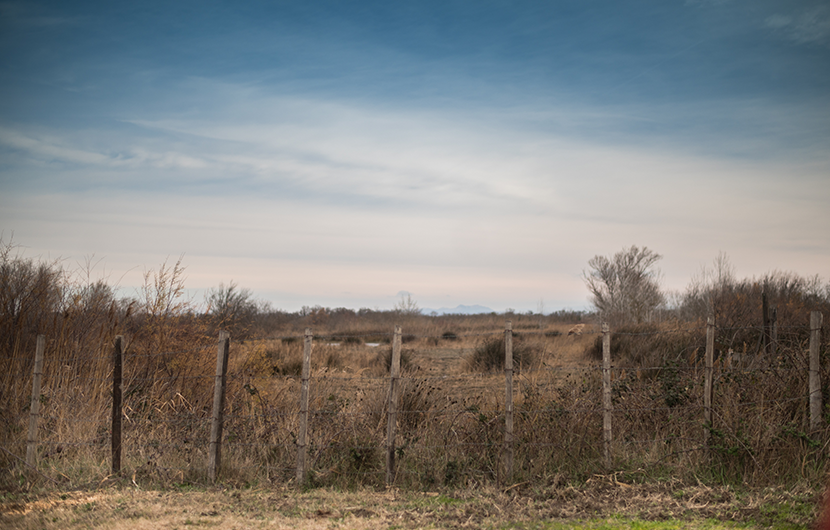 Marais du Vigueirat ©Stéphane Ferrer Yulianti_MAIF