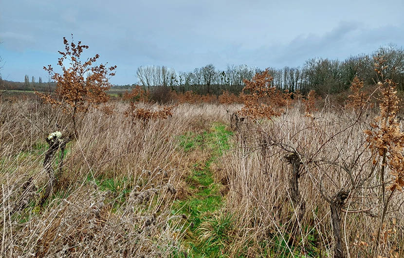 Vigne en friche ©CDC Biodiversité