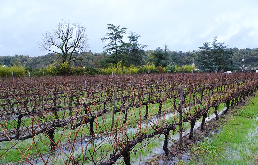 Vigne implantée sur une zone humide ©CDC Biodiversité