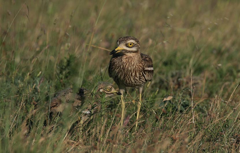 Aérodrome d'Eyguières
Oedicnème criard et son poussin