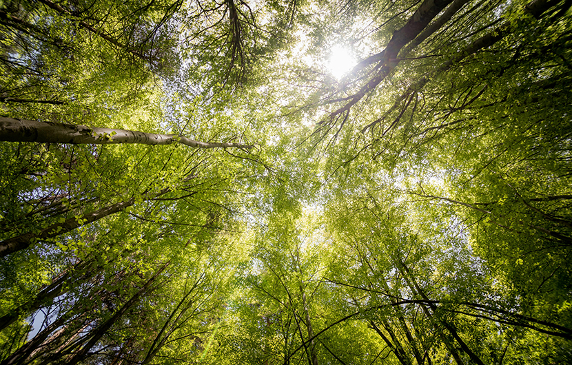 Webinar | Open-source version of the Global Biodiversity Score