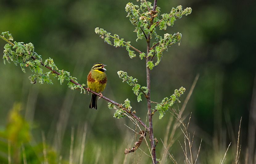 Bruant zizi, espèce de passereaux appartenant à la famille des Emberizidae ©Créateur de forêt