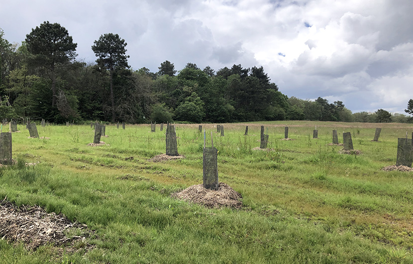 Bois de l'Espèr ©Créateur de forêt