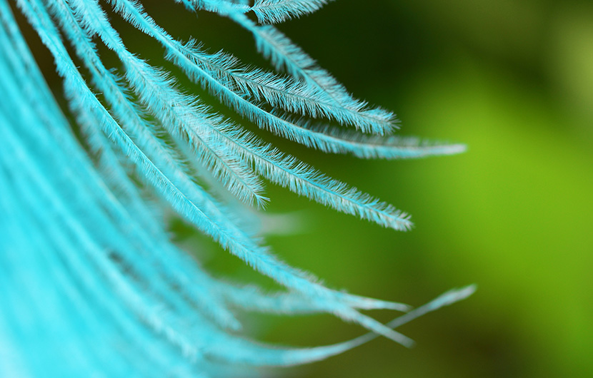 Évènement | Les rencontres de la Mission économie de la biodiversité – L’opportunité des certificats biodiversité